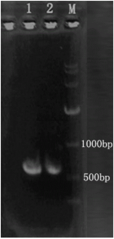 Aroma producing yeast and application thereof in fermented soybean milk