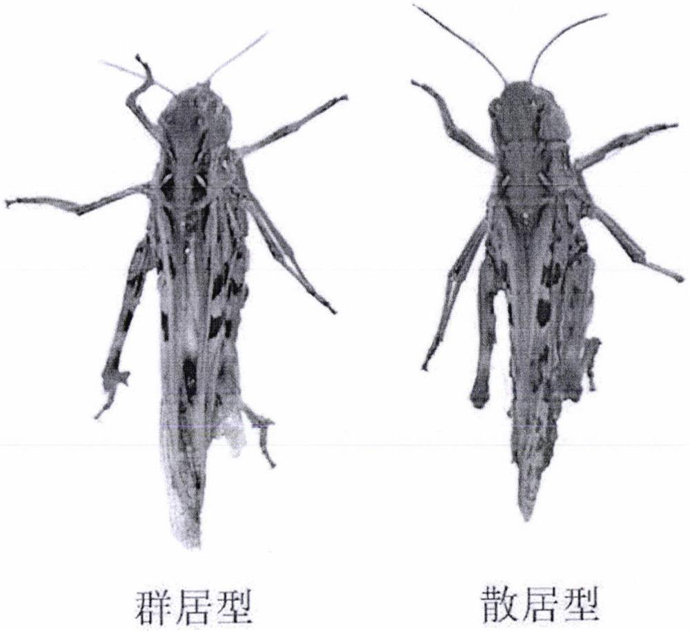 Application of Hn gene-based regulation and control of aggregation migration behavior of oedaleus decorus asiaticus and locust treatment method