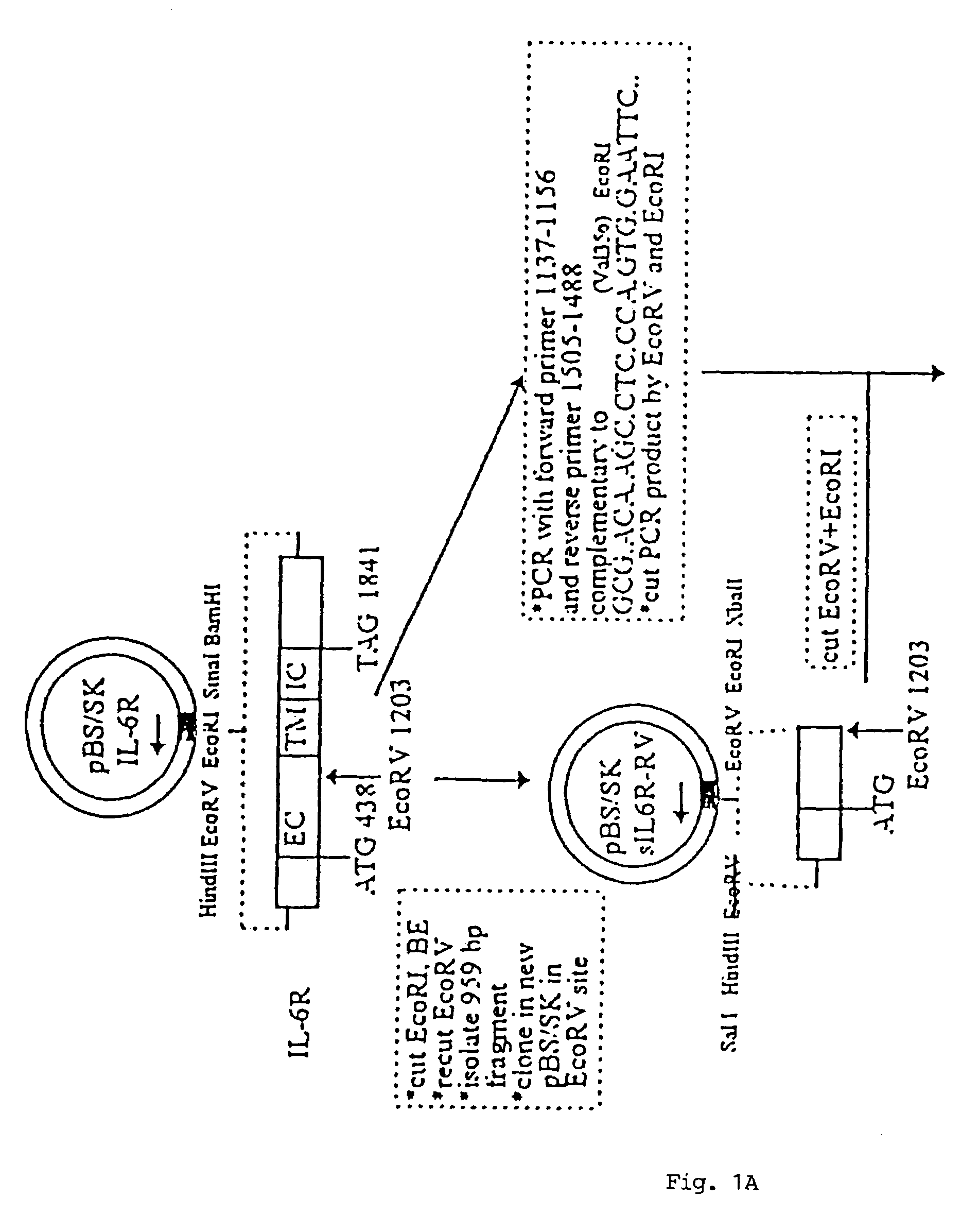 Chimeric interleukin-6 soluble receptor/ligand proteins