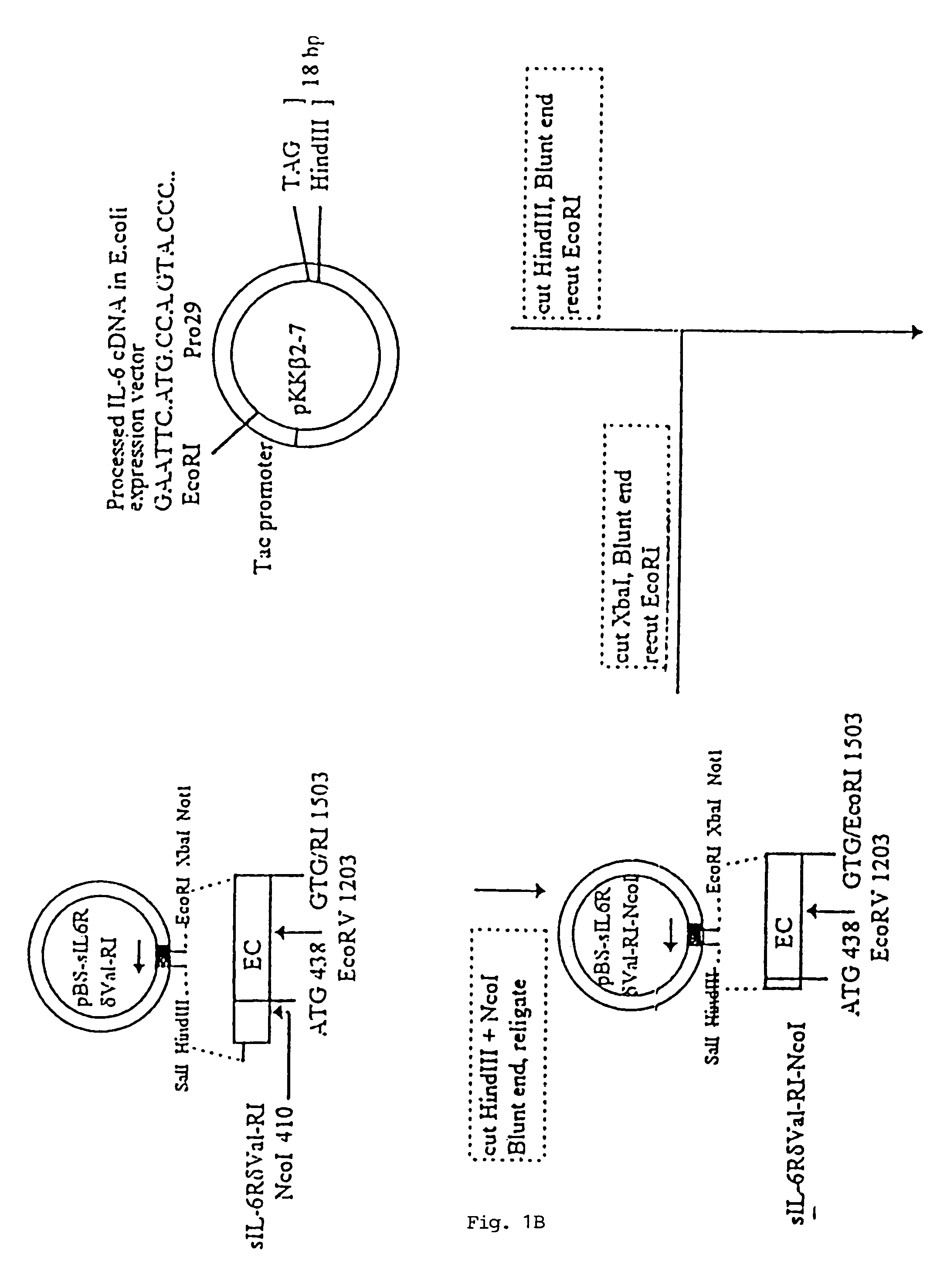 Chimeric interleukin-6 soluble receptor/ligand proteins