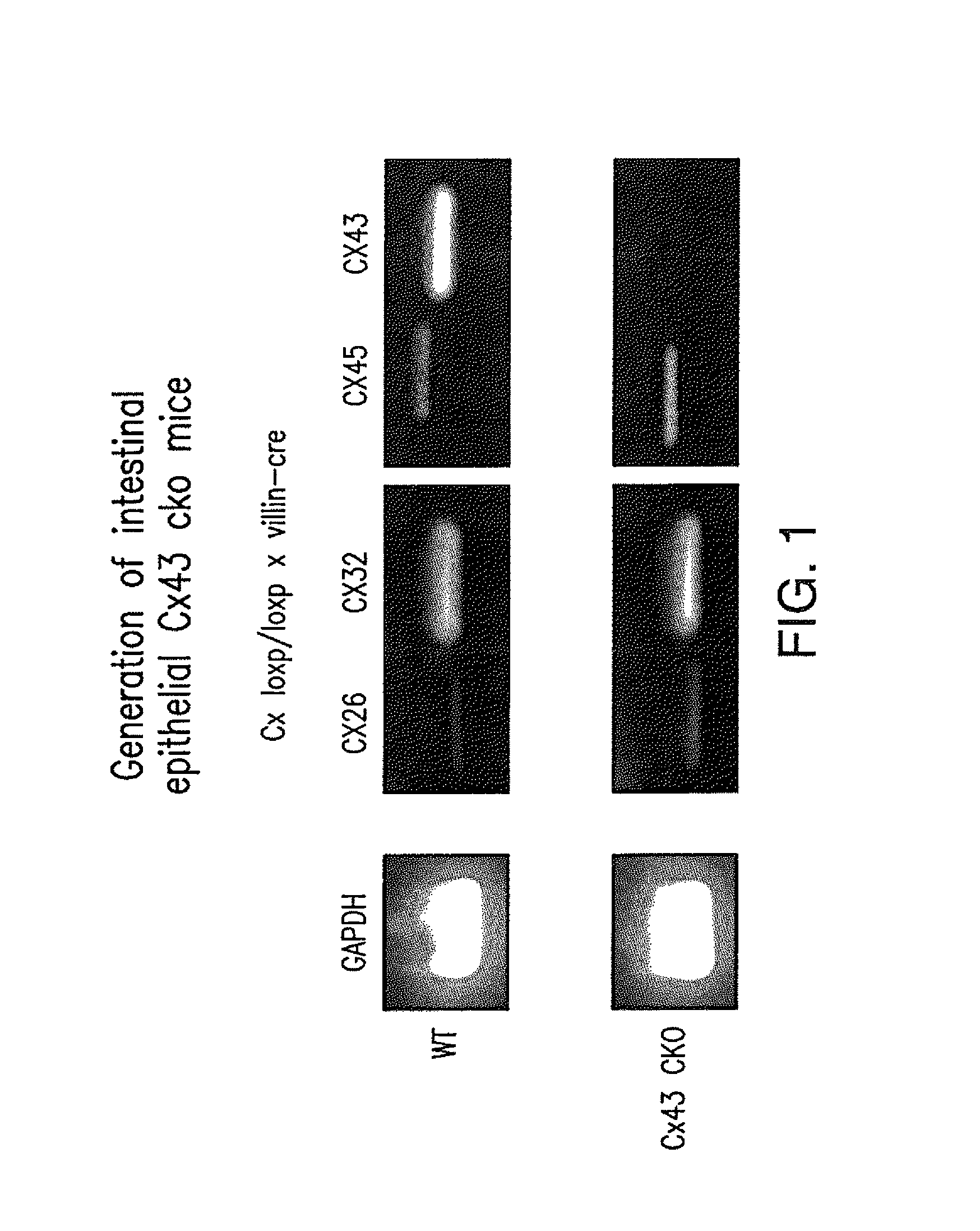 Gap Junction-Enhancing Agents for Treatment of Necrotizing Enterocolitis and Inflammatory Bowel Disease