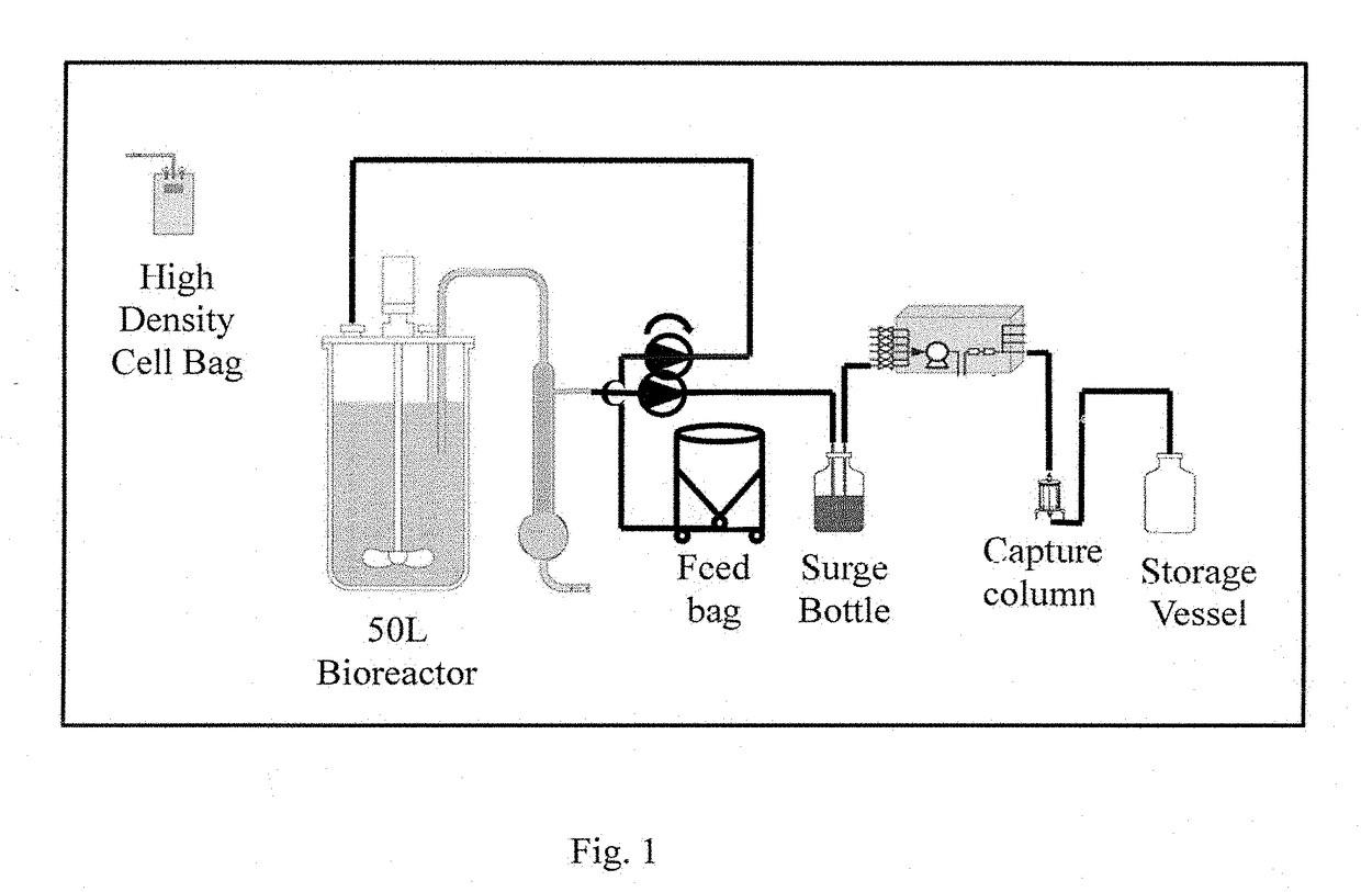 System for rapid continuous manufacturing of monoclonal antibodies