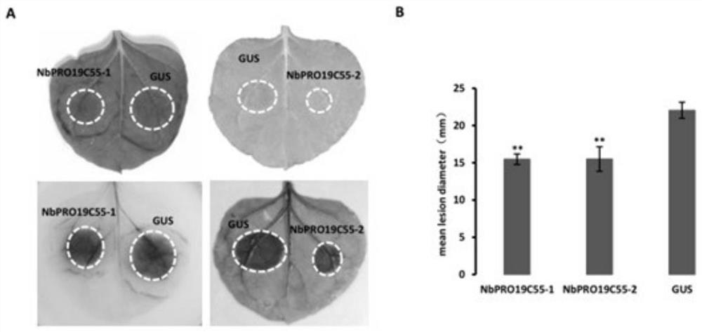 Application of positive regulatory factor nbpro19c55-1 gene and its protein in resistance to Phytophthora phytophthora