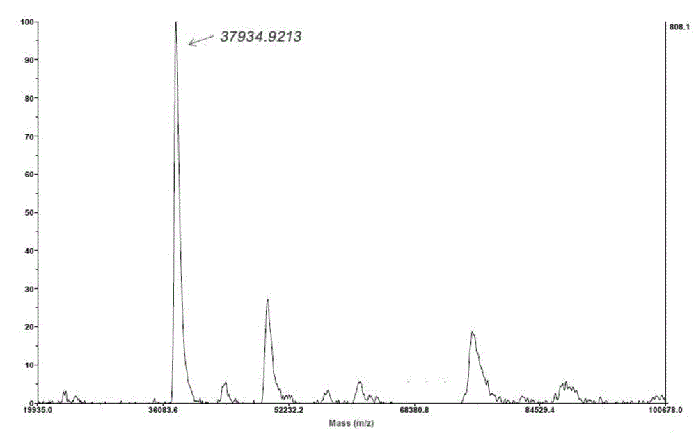 Microbial transglutaminase and daily bleeding stopping products prepared thereby