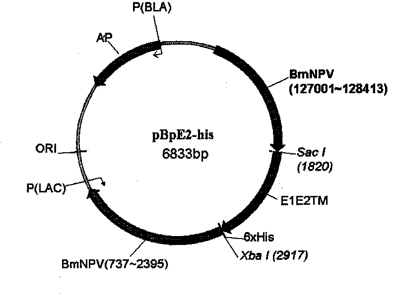 Classical swine fever virus E2 subunit vaccine and preparation thereof