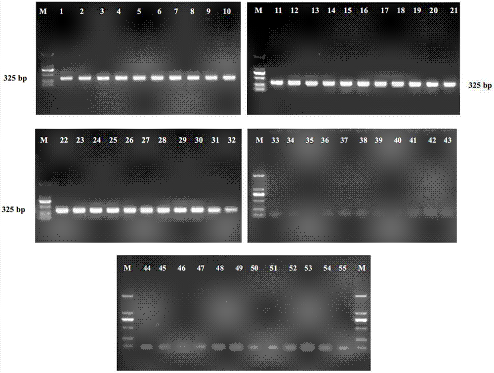 Highly specific gene fragment of Cronobacter spp. and its application