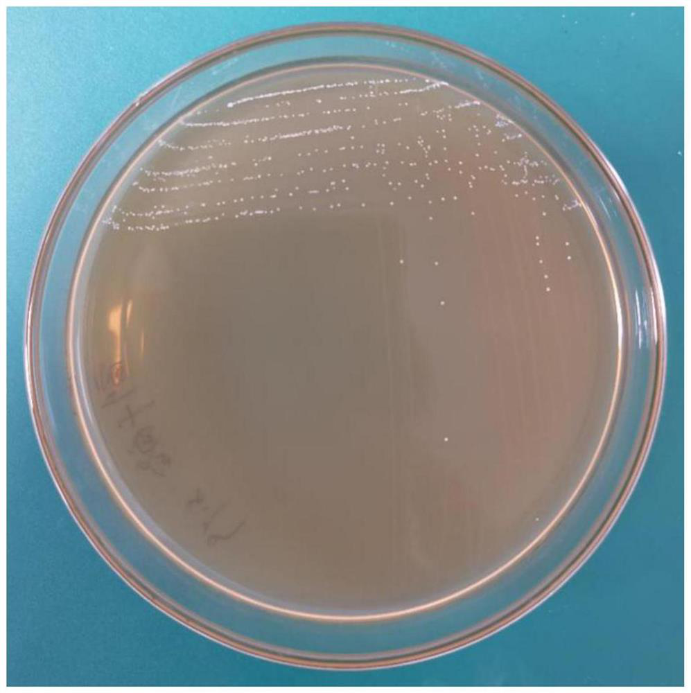 Enterococcus faecium GXSCU1 capable of efficiently degrading vomitoxin, microbial agent as well as preparation method and application of microbial agent