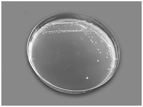 Lactobacillus paracasei CCFM1069 and application thereof