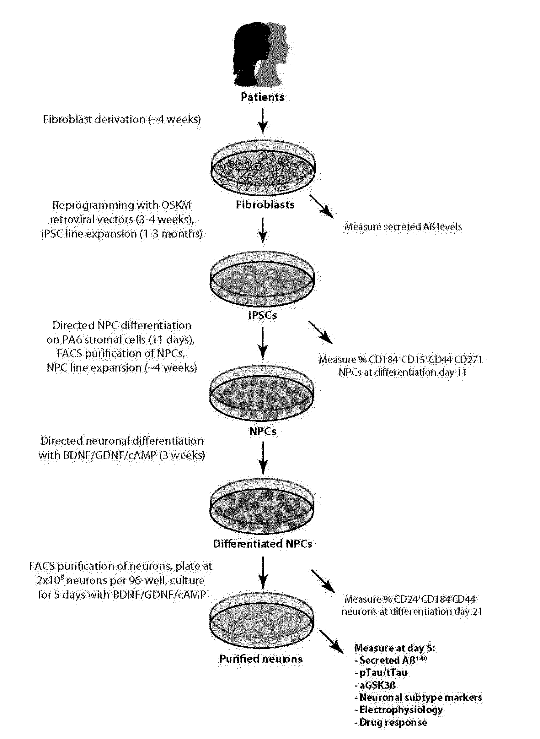 Alzheimer's Disease Cellular Model for Diagnostic and Therapeutic Development