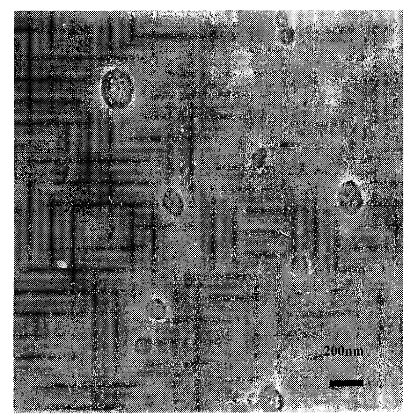 A kind of targeted adhesion chitosan material and its application