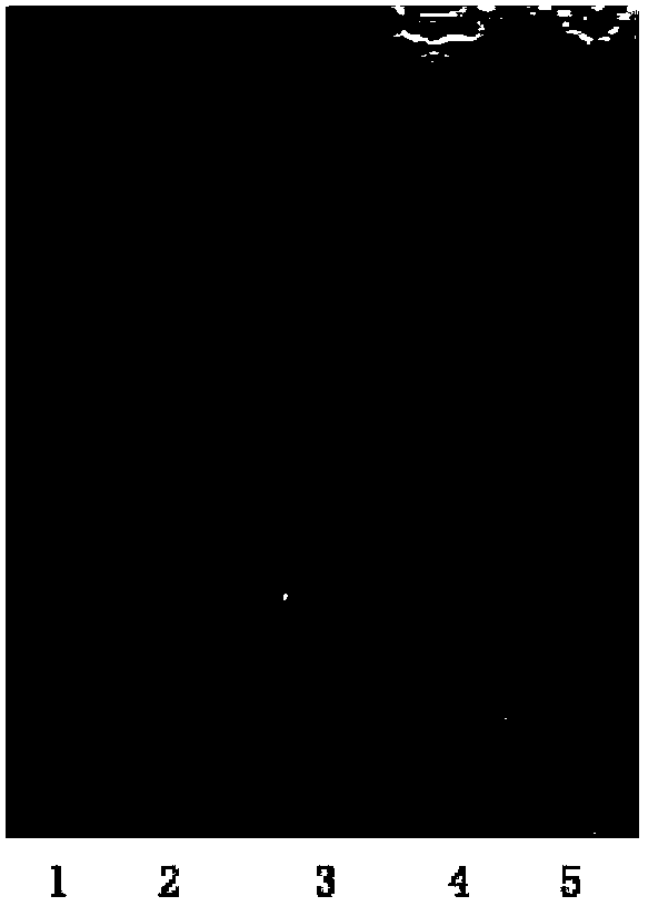 Method for preparing egg white lysozyme and active protein by adopting coseparation