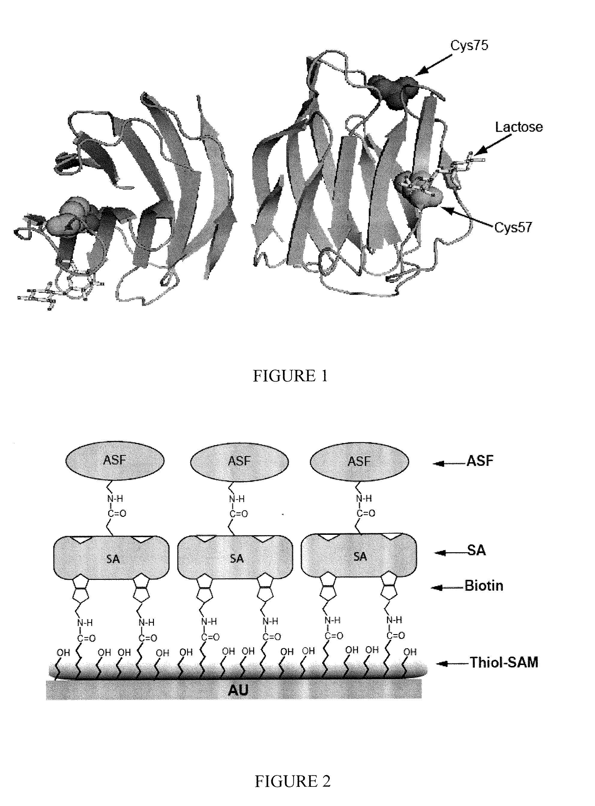 Modified Galectin-2 and Uses Thereof