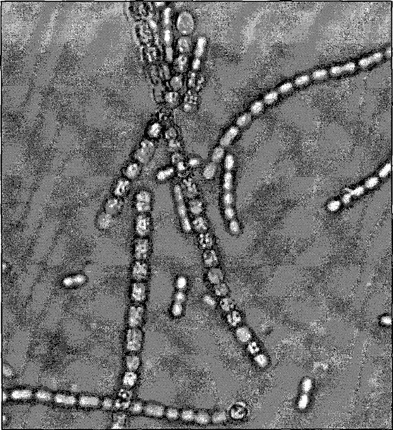 Separating, purifying, culturing and optimizing method for syncyanosen