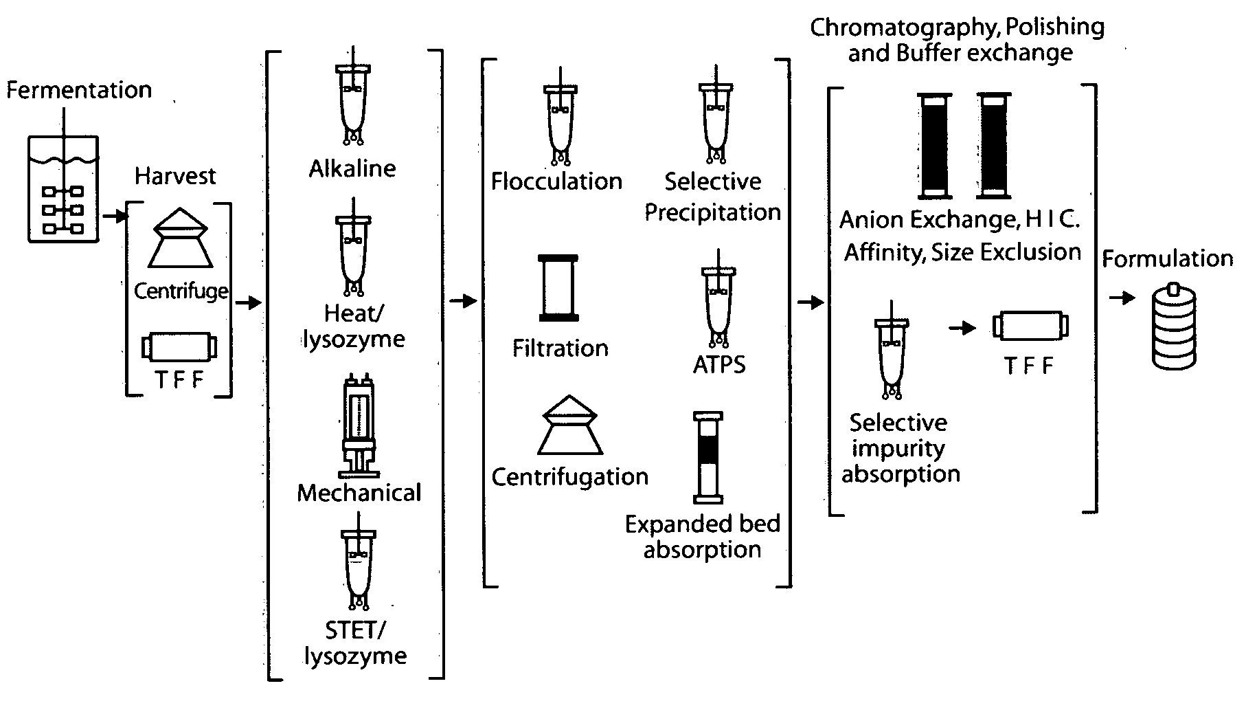 E. coli plasmid DNA production