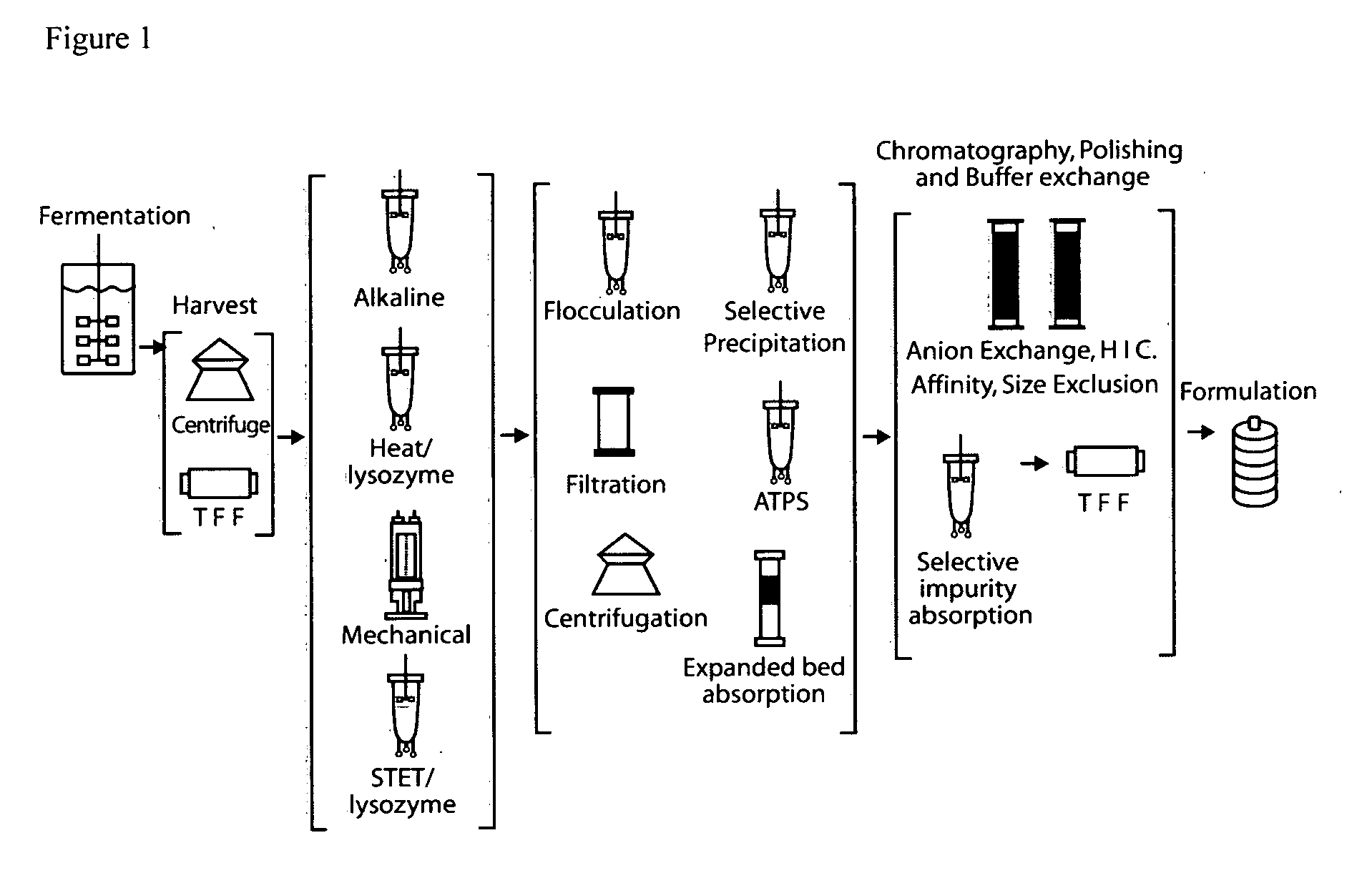 E. coli plasmid DNA production