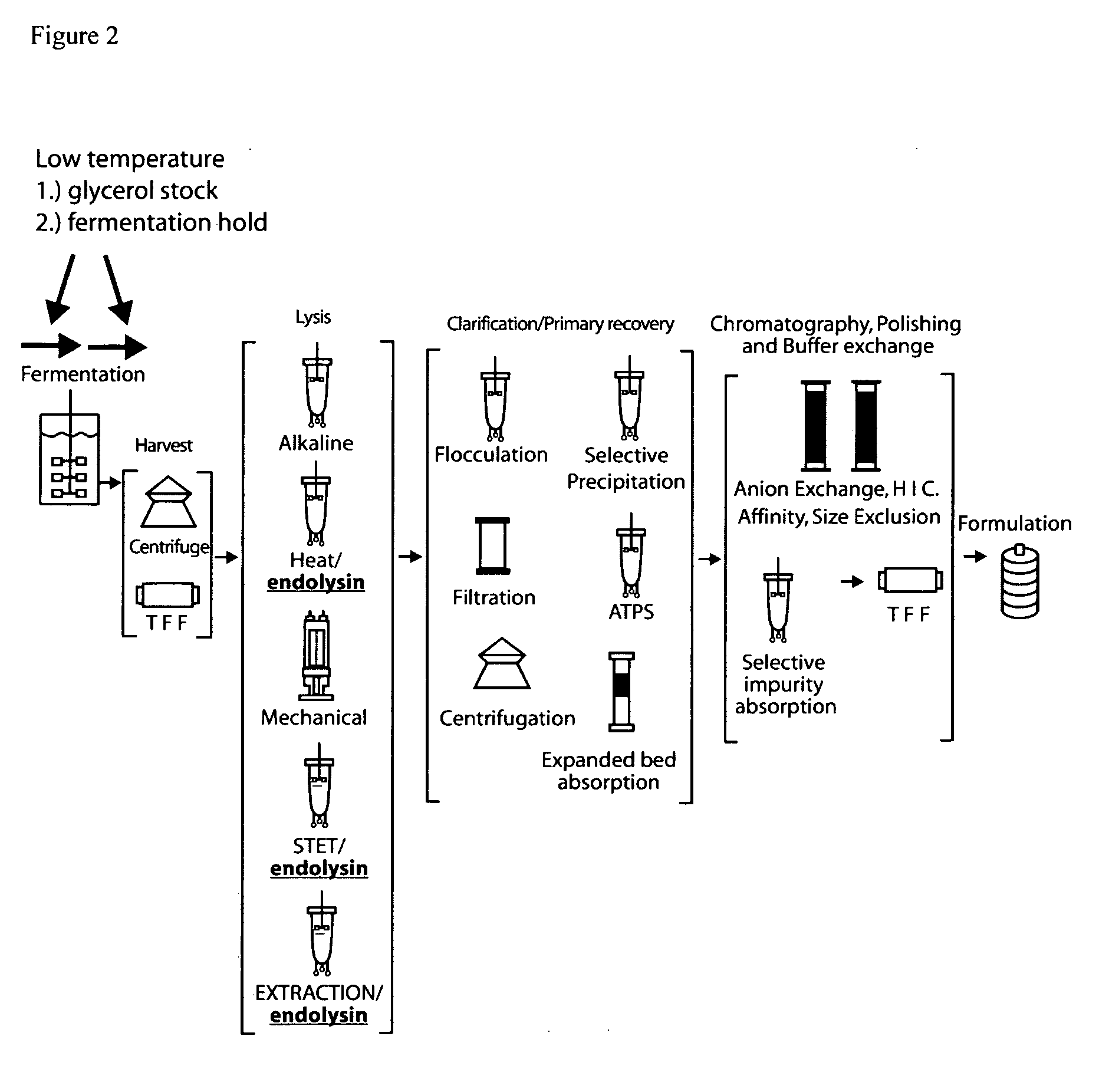 E. coli plasmid DNA production