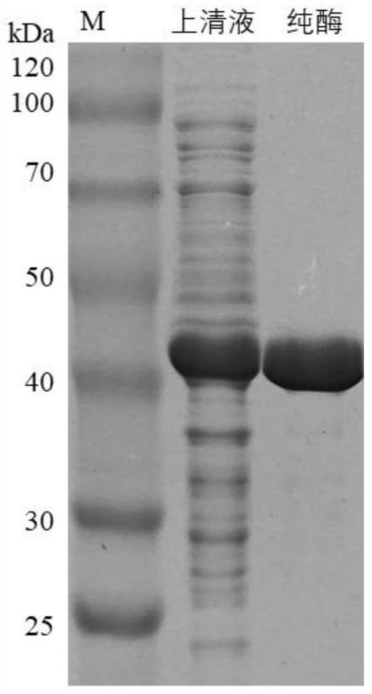 Alcohol dehydrogenase and application thereof in synthesis of chiral heterocyclic alcohol