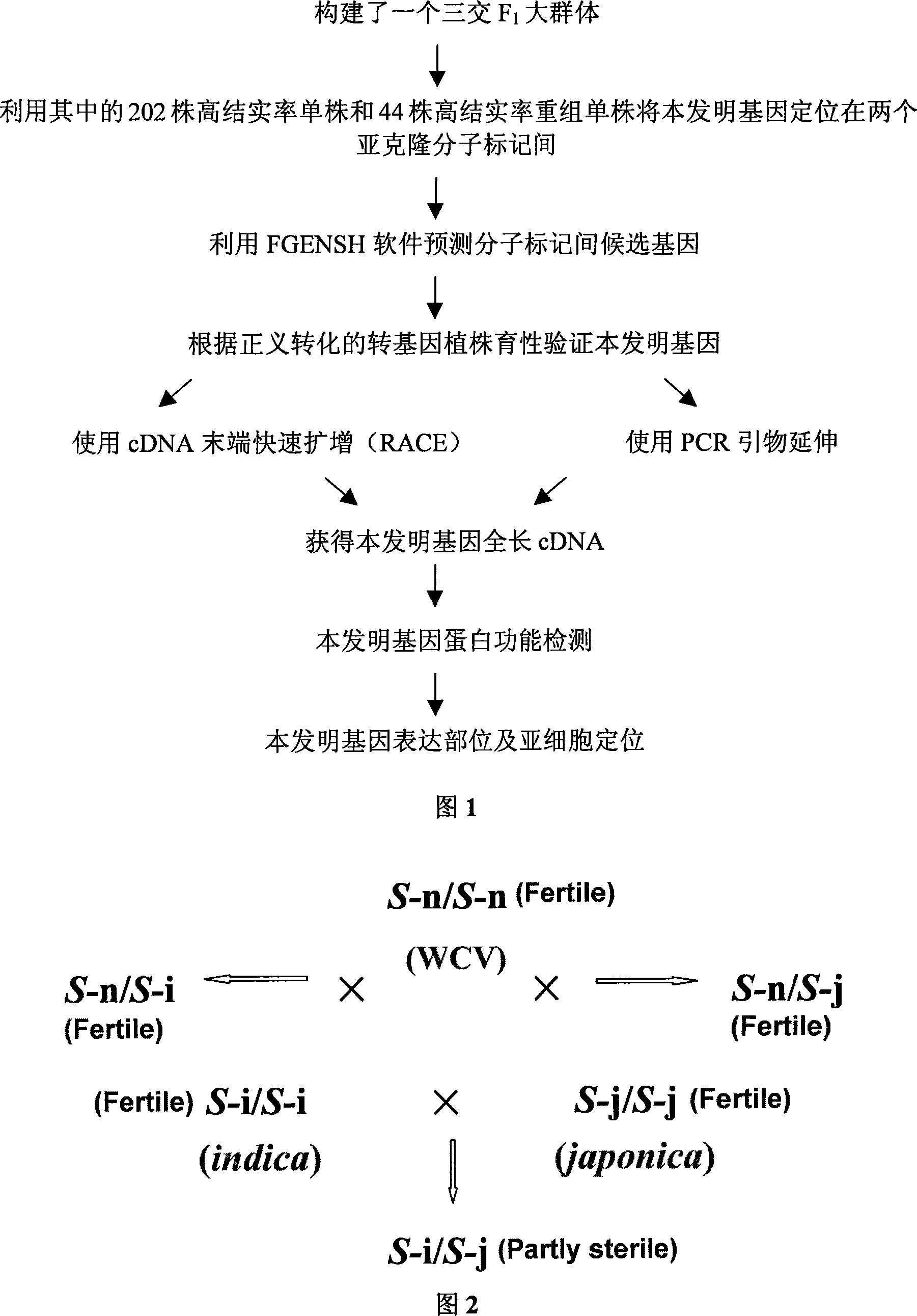 Separating clone of rice wide compatibility gene S5 and uses thereof