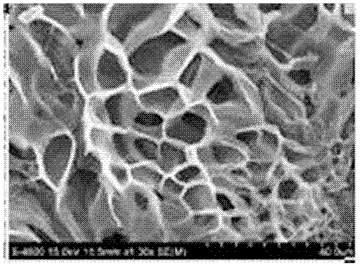 Hydroxyapatite-based biological composite scaffold and tissue engineered bone