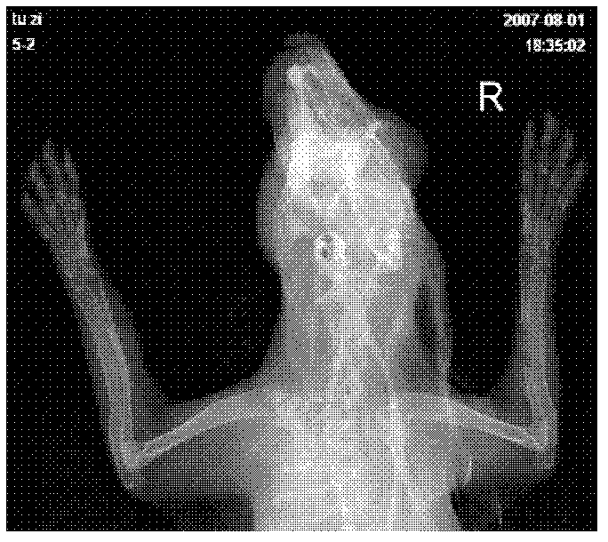 Hydroxyapatite-based biological composite scaffold and tissue engineered bone