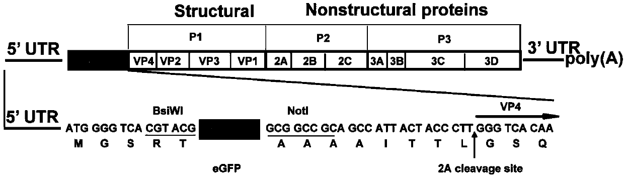 CA16 infectious clone with green fluorescent protein gene as well as construction method and application of CA16 infectious clone