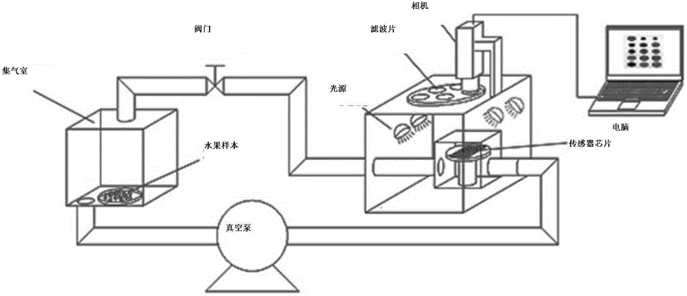 Slightly decayed fruit quick identification method based on smell spectral imaging technology