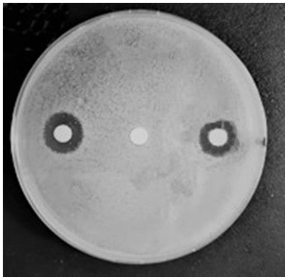 Macrobrachium rosenbergii thymosin β4 gene, protein, preparation method and application thereof