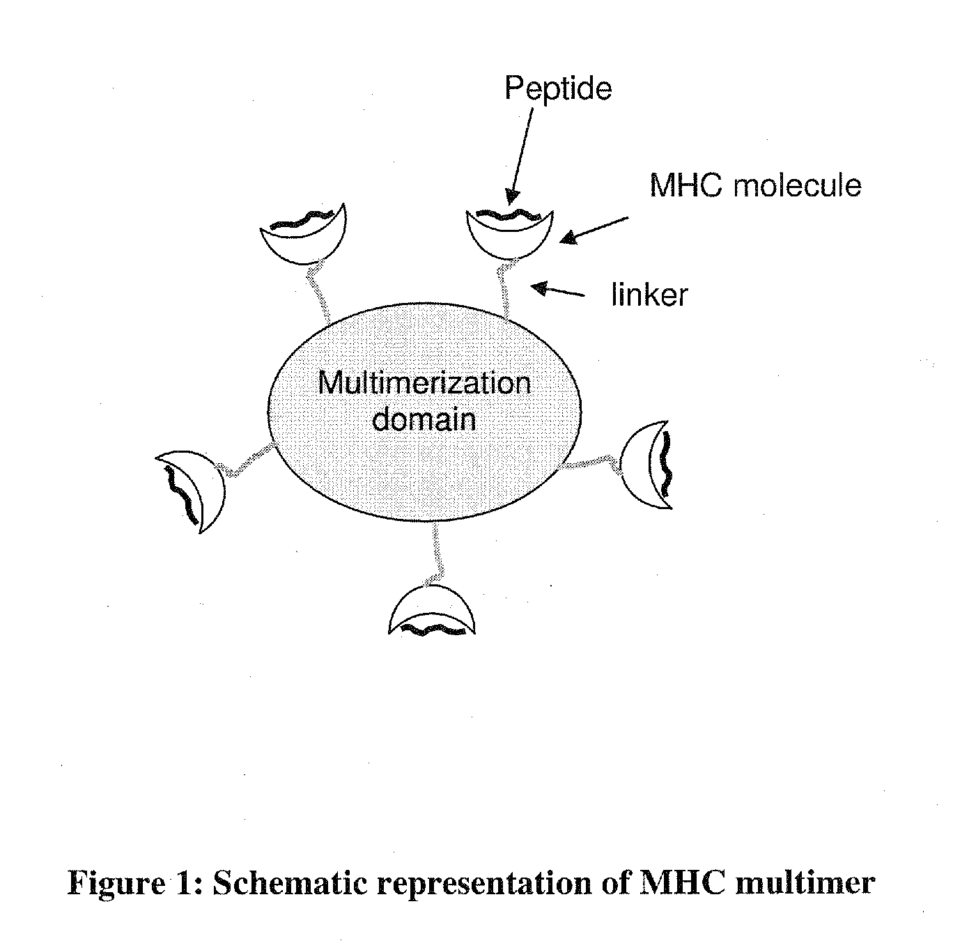 MHC Multimers in Cancer Vaccines and Immune Monitoring