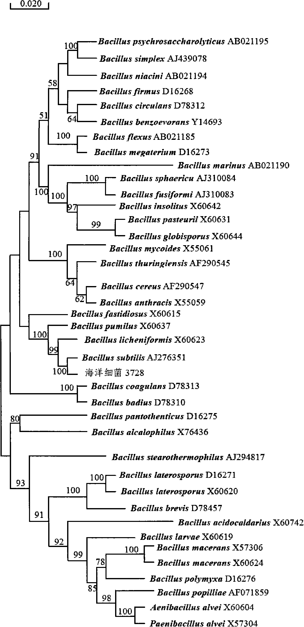 Sea bacillus subtilis and screening method thereof