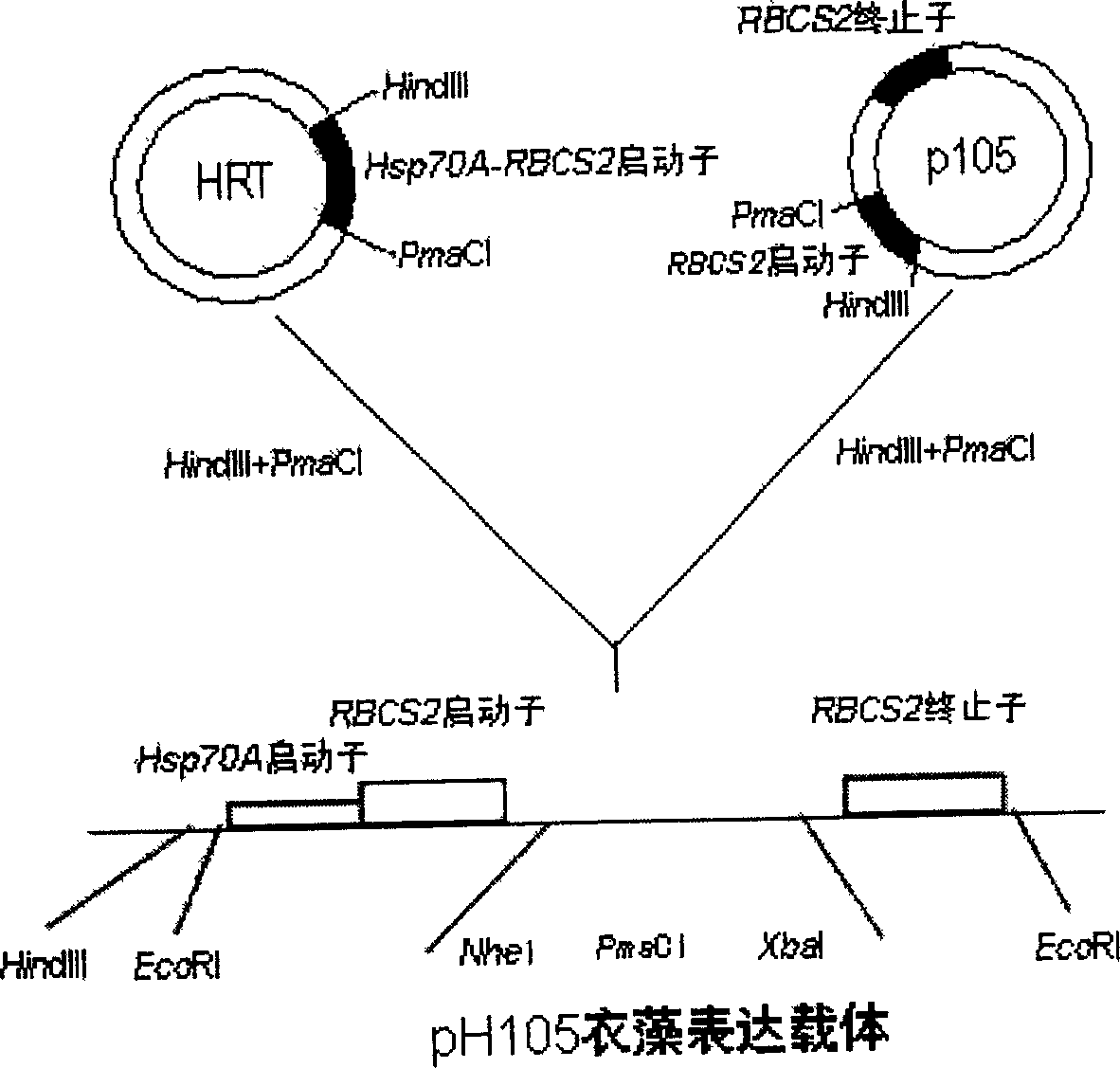 Constructing method for transgene Chlamydomonas reinhardtii bioreactor