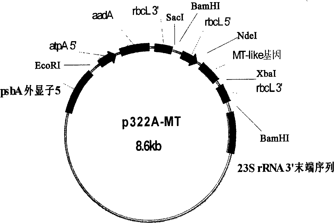 Constructing method for transgene Chlamydomonas reinhardtii bioreactor