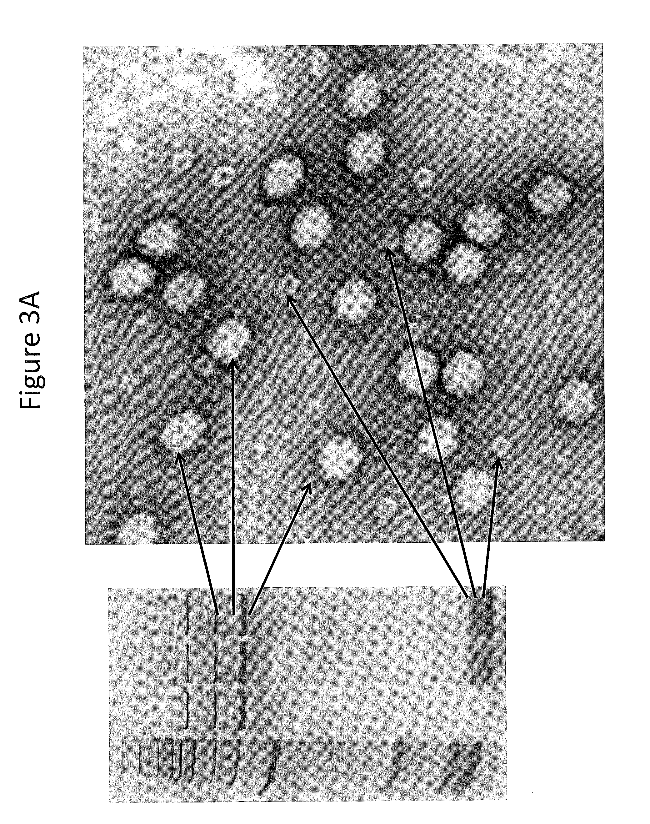 Cell Line for Production of Adeno-associated Virus