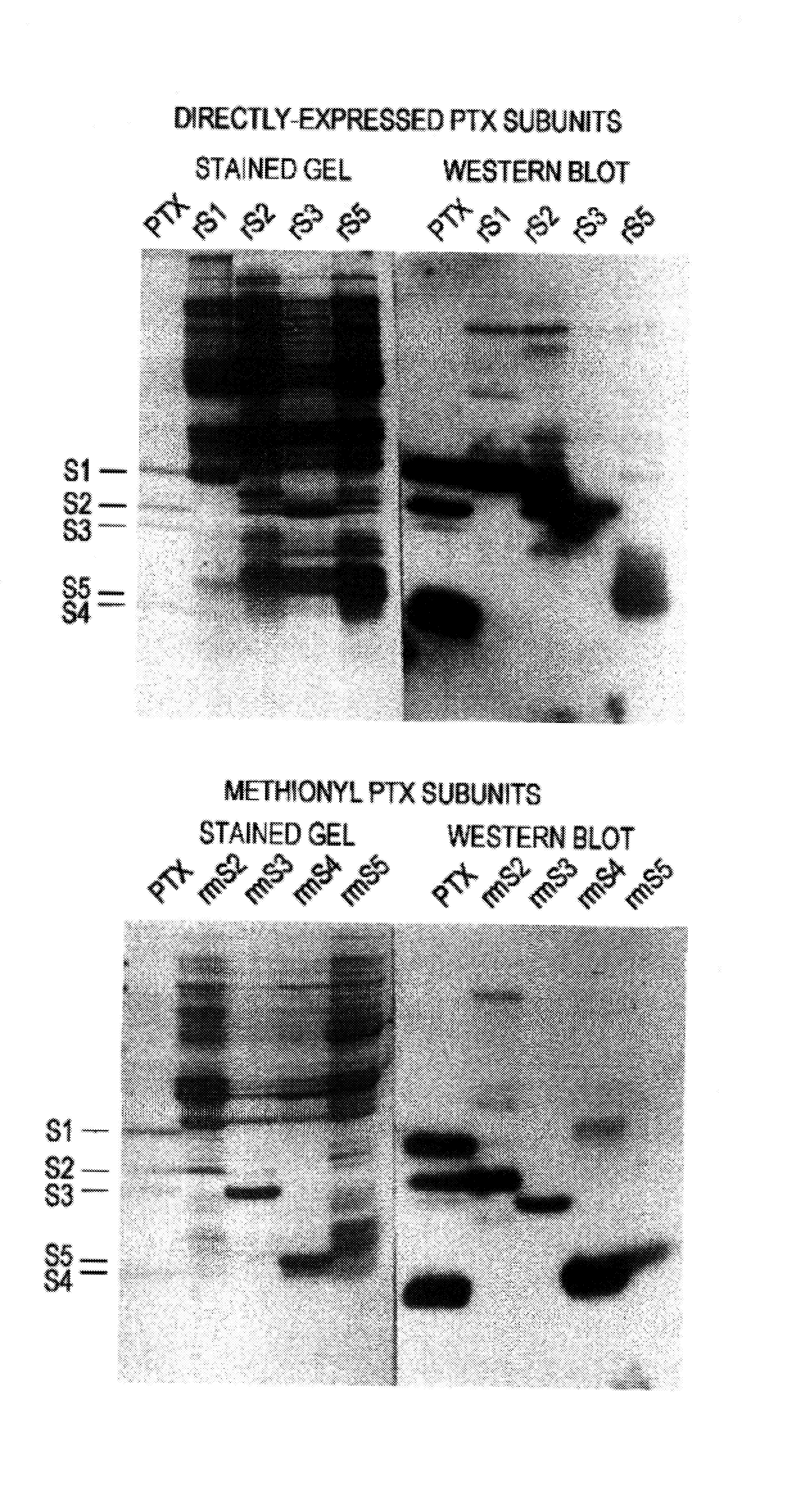 Modified <i>pertussis </i>toxin