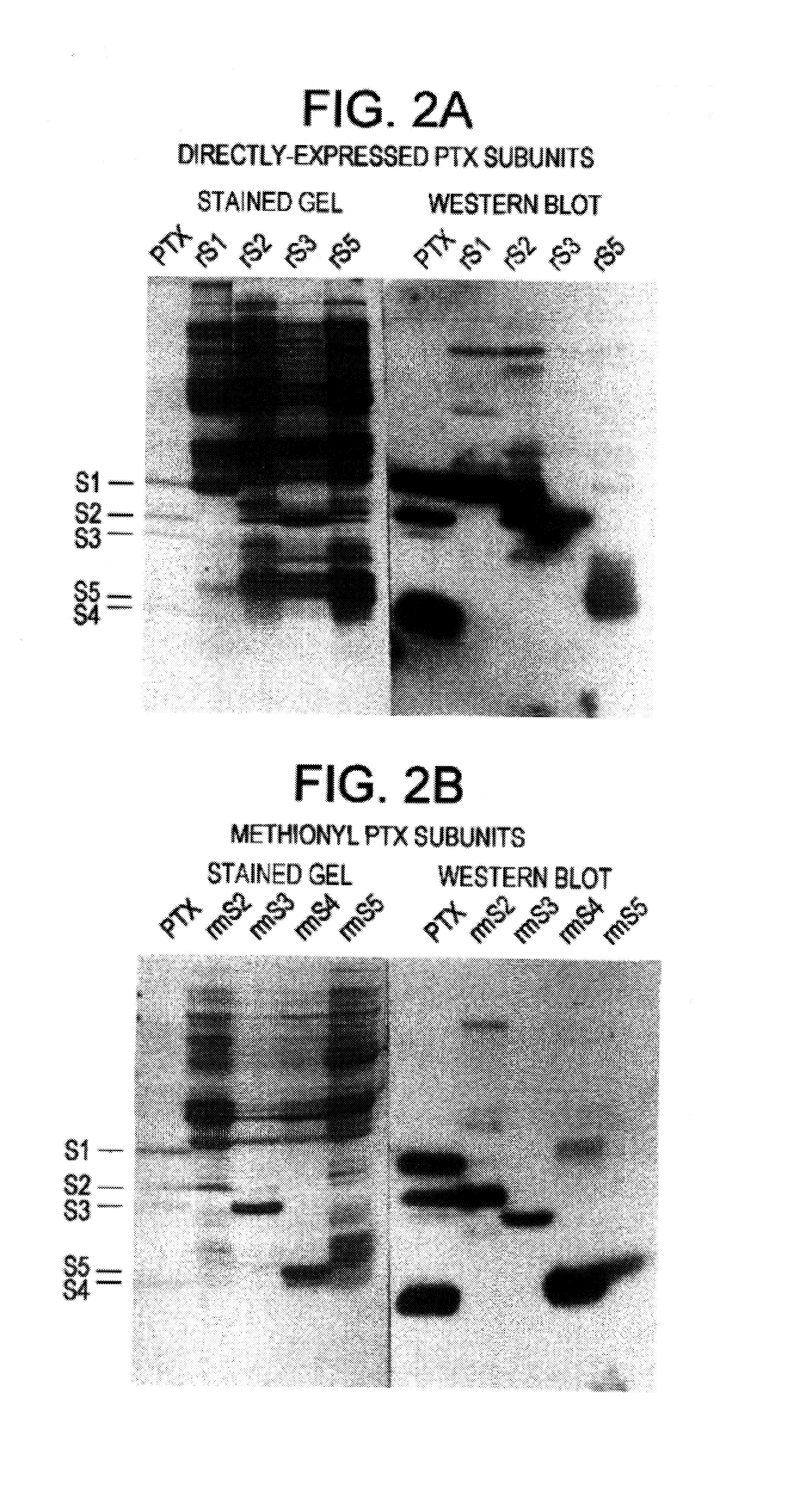 Modified <i>pertussis </i>toxin