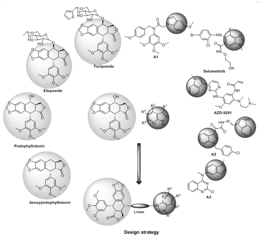 N-succinic acid mono-substituted indole (azole) spliced podophyllotoxin compound as well as preparation method and application thereof