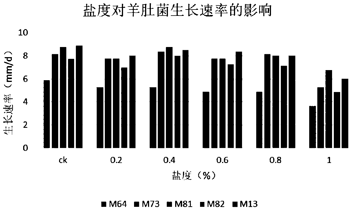 Saline-alkali soil morchella culturing method