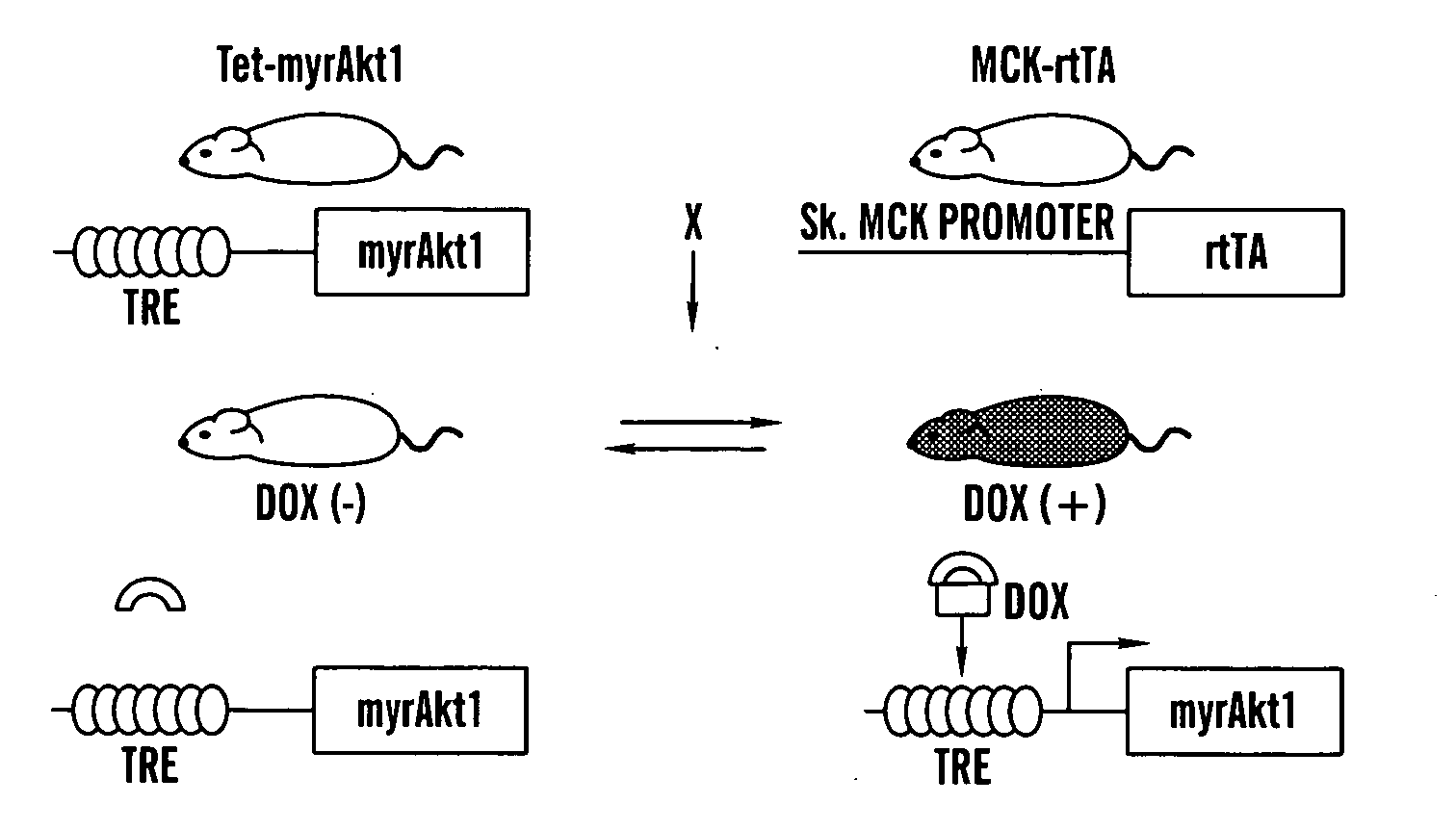 Methods to identify factors associated with muscle growth and uses thereof