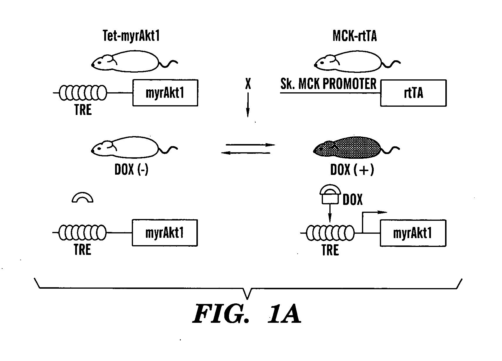 Methods to identify factors associated with muscle growth and uses thereof