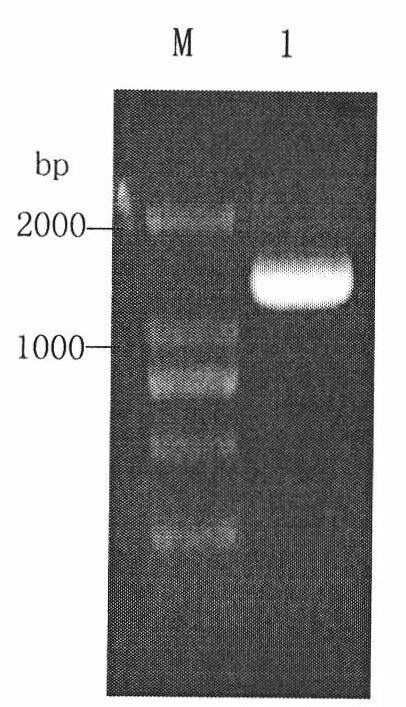 Construction and application of URA3 defective P. pastoris X-33 strain