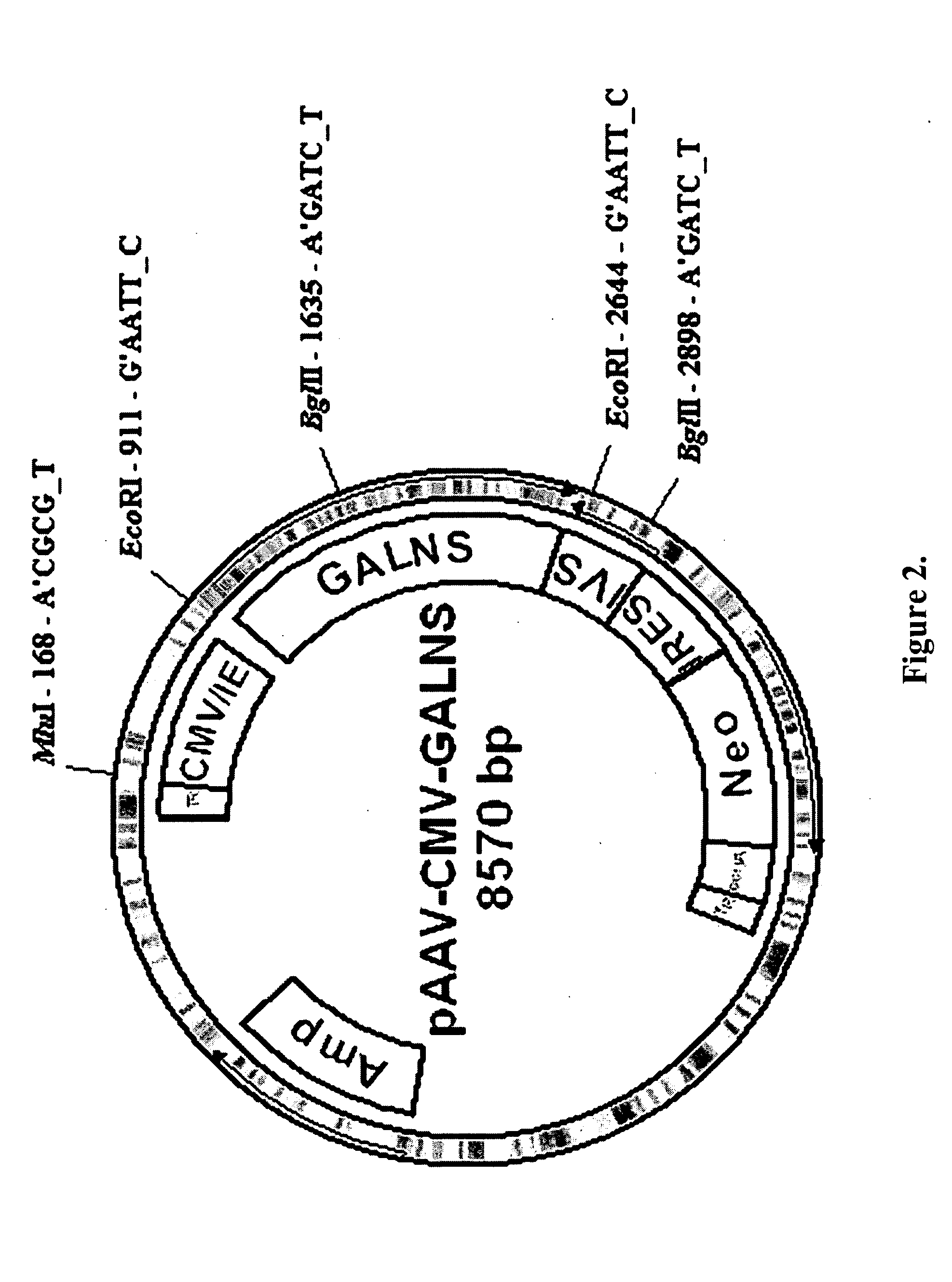 Delivery of therapeutic agents to the bone