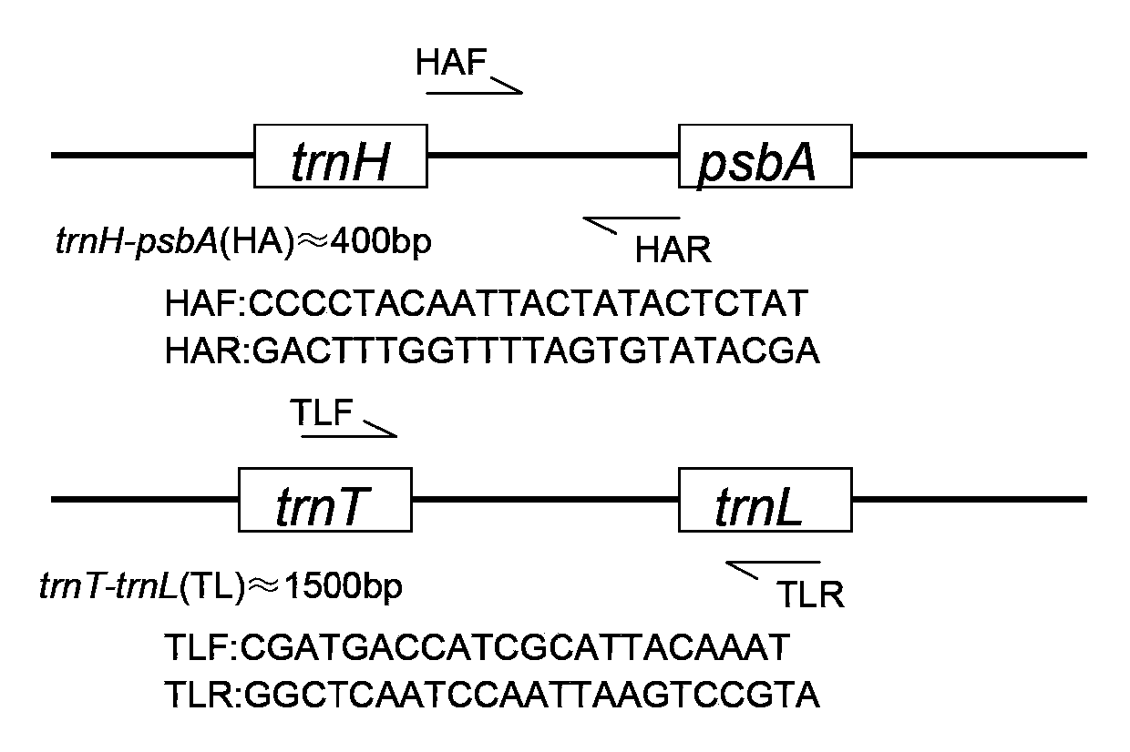 Method for rapidly discriminating species of cotton