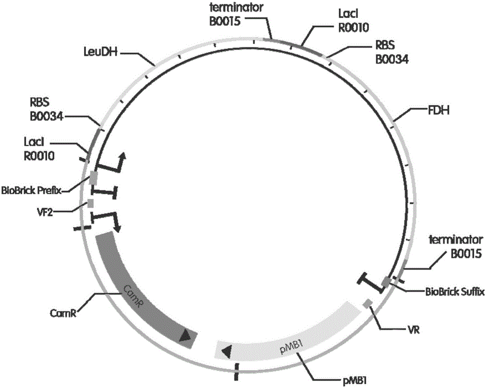 Method for preparing L-tertiary leucine based on biological brick tandem double enzymes