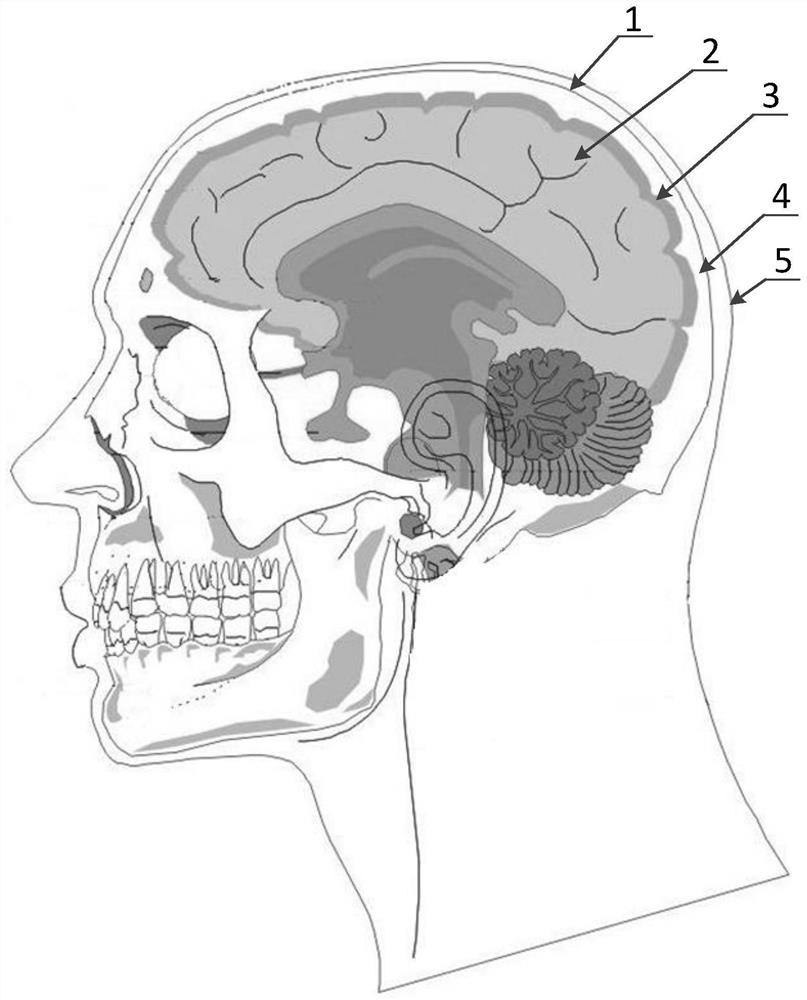 Dynamic test system and protection evaluation method based on high simulation physical head model