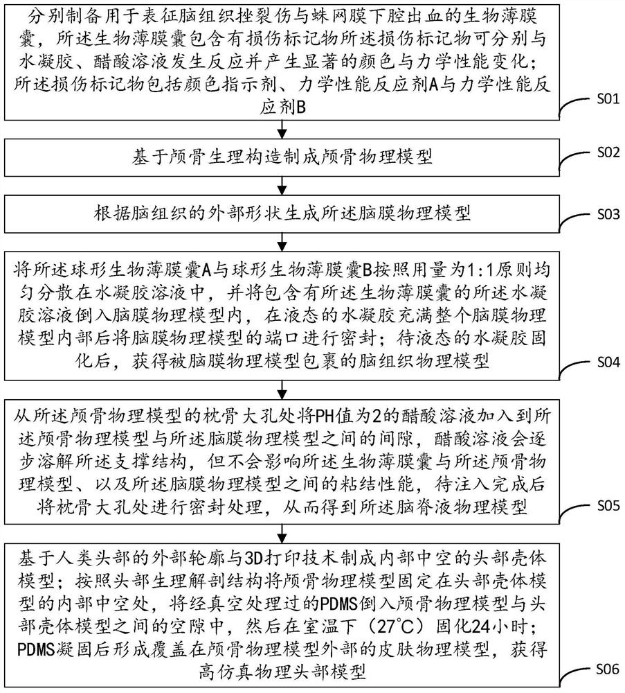 Dynamic test system and protection evaluation method based on high simulation physical head model