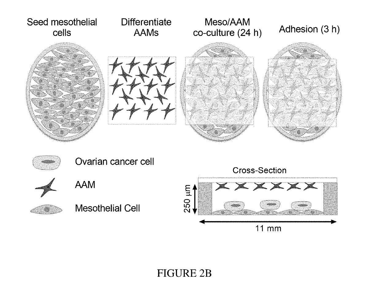 Methods of inhibiting metastasis in cancer