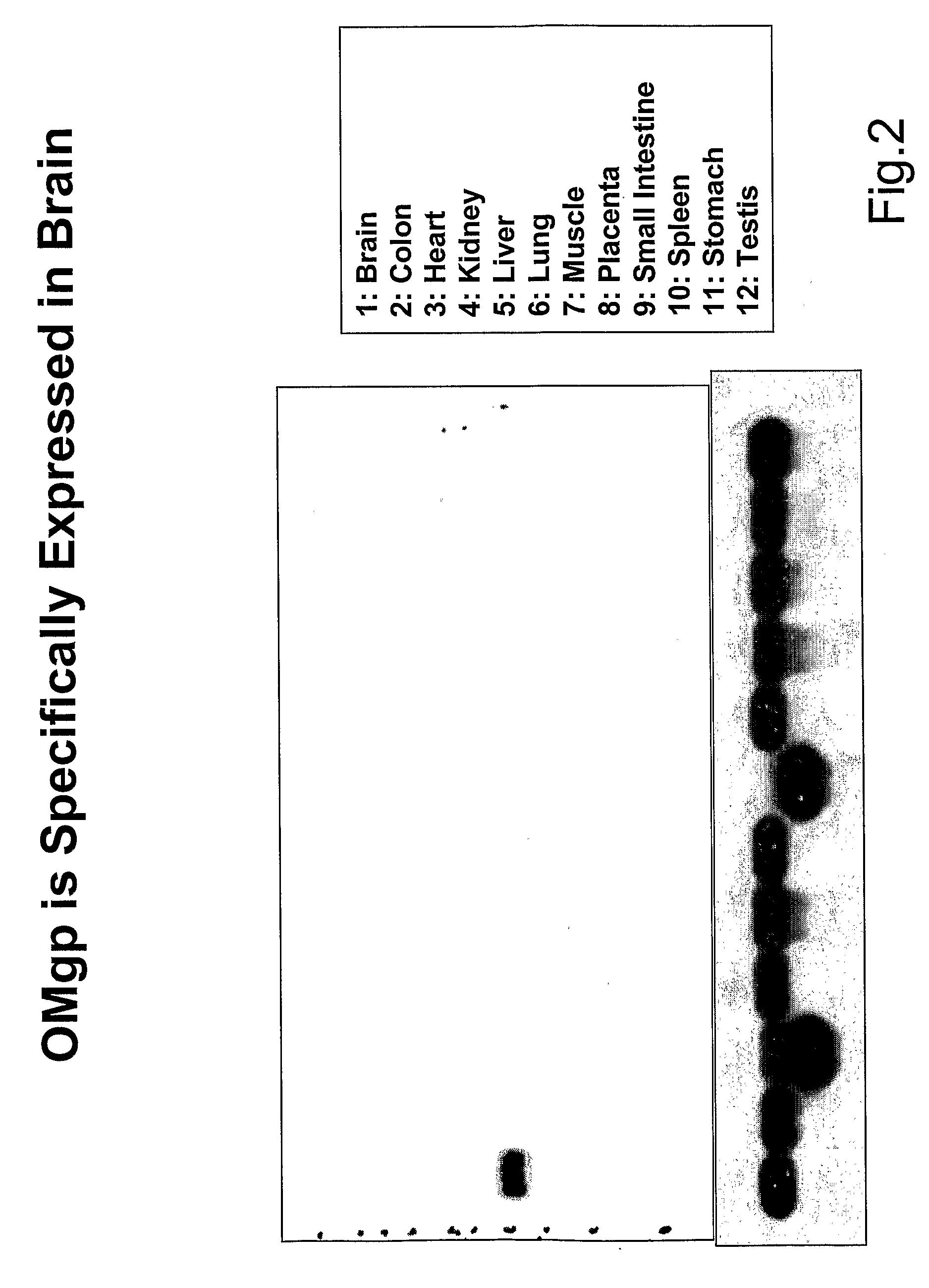 Oligodendrocyte-Myelin Glycoprotein Compositions and Methods of Use Thereof