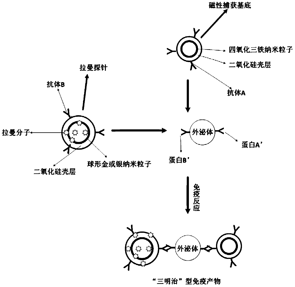 A method for rapid detection of exosomes by SERS signaling