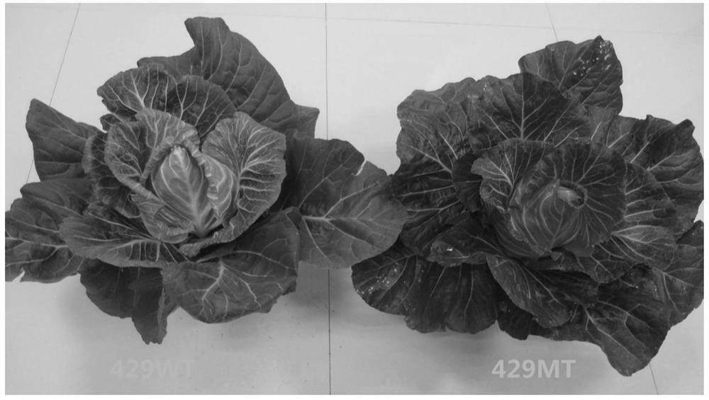 A method for creating a homozygous breeding material of head cabbage without wax powder and bright leaves