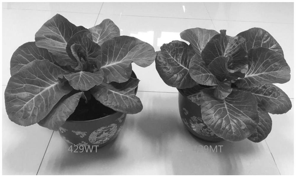 A method for creating a homozygous breeding material of head cabbage without wax powder and bright leaves