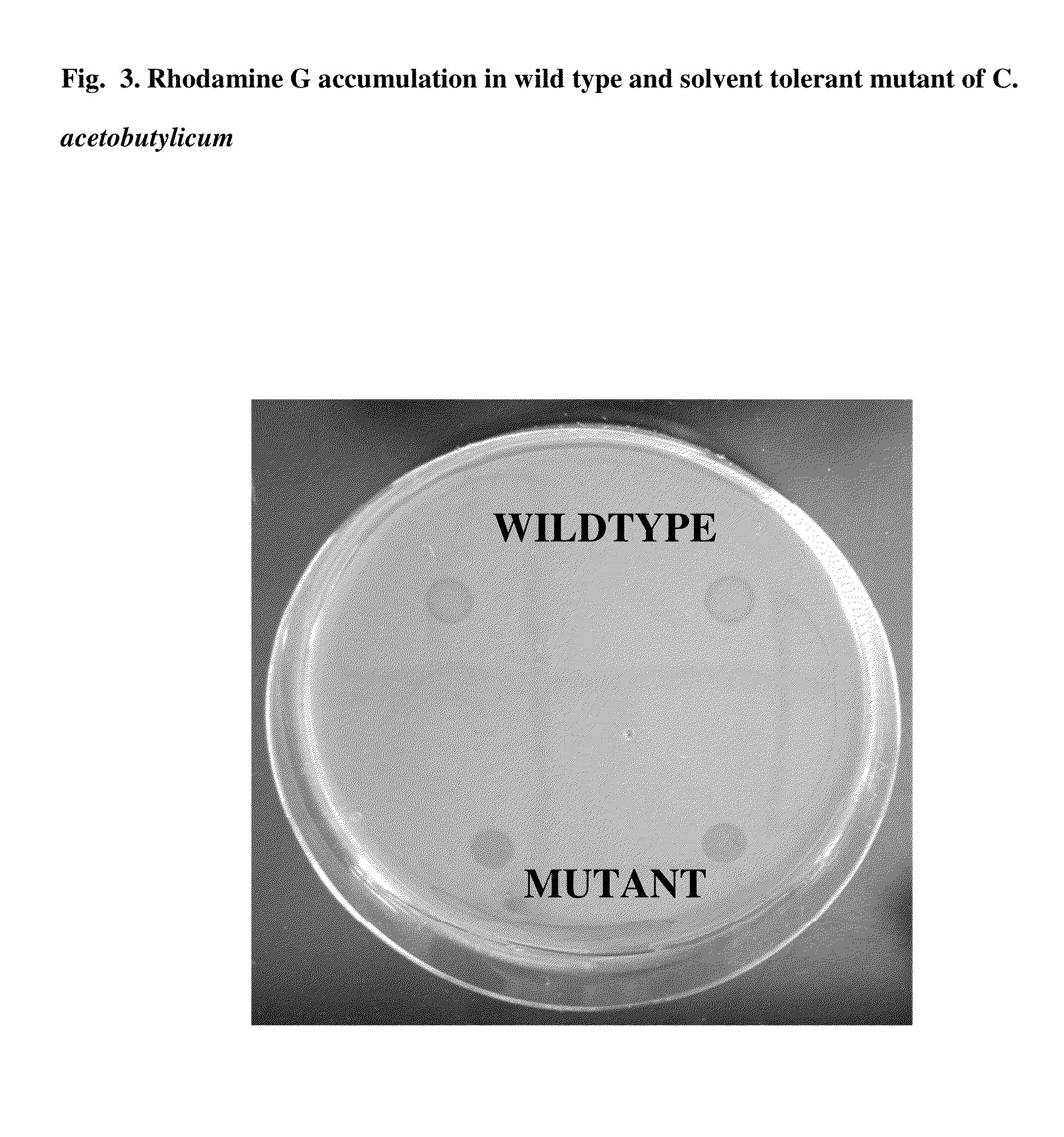 Butanol fermentation using acid pretreated biomass